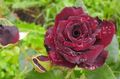 Garden Flowers Hybrid Tea Rose, Rosa burgundy Photo