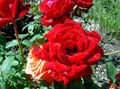 Градински цветове Хибриден Чай Роза, Rosa червен снимка