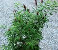 burgundy Flower Amorpha-nana Photo and characteristics