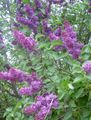 lila Blume Gewöhnlicher Flieder, Französisch Lilac Foto und Merkmale