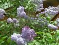 flieder Blume Gewöhnlicher Flieder, Französisch Lilac Foto und Merkmale