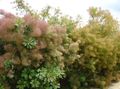 Gartenblumen Smokebush, Cotinus rosa Foto