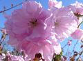 pink Flower Prunus, plum tree Photo and characteristics