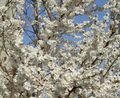white Flower Prunus, plum tree Photo and characteristics