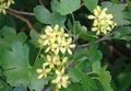 yellow  Golden Currant, Redflower Currant Photo and characteristics
