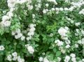 Garden Flowers Spirea, Bridal's Veil, Maybush, Spiraea white Photo