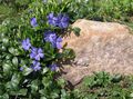bleu ciel  Bigorneau, Myrte Rampante, Fleur De Décès Photo et les caractéristiques