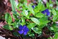 Zahradní květiny Obyčejný Brčál, Plíživý Myrta, Flower-Of-Smrti, Vinca minor modrý fotografie