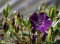  Immergrün, Schleichende Myrte, Blume-Of-Tod, Vinca minor lila Foto