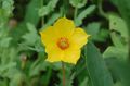 jaune Fleur Bartonie Aurea Photo et les caractéristiques