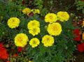 Garden Flowers Marigold, Tagetes yellow Photo