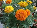 Garden Flowers Marigold, Tagetes orange Photo