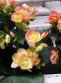 Gartenblumen Wachs Begonien, Begonia semperflorens cultorum gelb Foto