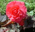rose Fleur Cire Bégonia, Bégonia Tubéreux Photo et les caractéristiques
