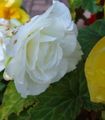 white Flower Wax Begonia, Tuberous Begonia Photo and characteristics