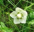blanc Fleur Herbe Des Parnassis, Bog Étoiles Photo et les caractéristiques