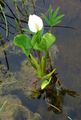 blanc Fleur Calla De L'eau Photo et les caractéristiques