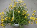 yellow Flower Bur Marigold, Apache Beggarticks Photo and characteristics