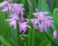 lilac Flower Ground Orchid, The Striped Bletilla Photo and characteristics