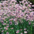 lilac Flower Bolton's Aster, White Doll's Daisy, False Aster, False Chamomile Photo and characteristics