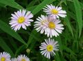 pink Flower Bolton's Aster, White Doll's Daisy, False Aster, False Chamomile Photo and characteristics