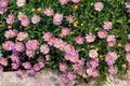 Garden Flowers Swan River daisy, Brachyscome pink Photo