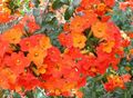 orange  Busch Violetten, Saphir Blume Foto und Merkmale