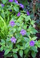 Bush Violet, Bláth Sapphire