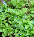 Záhradné kvety False Forget-Me-Not, Brunnera macrophylla modrá fotografie