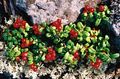 Garden Flowers Lingonberry, Mountain Cranberry, Cowberry, Foxberry, Vaccinium vitis-idaea red Photo