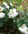 Garden Flowers Lingonberry, Mountain Cranberry, Cowberry, Foxberry, Vaccinium vitis-idaea white Photo