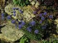 blue Flower Sheep's bit Scabious, Creeping Winter Savory Photo and characteristics