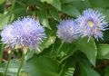 les fleurs du jardin Peu Scabieuse, Rampante Sarriette De Brebis, Jasione bleu ciel Photo