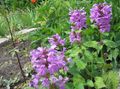 Garden Flowers Betonica grandiflora lilac Photo