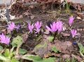 Garden Flowers Spring Meadow Saffron, Bulbocodium vernum lilac Photo