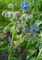 Garden Flowers Borage, Borago offlcinalls blue Photo