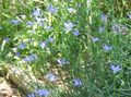 Garden Flowers Australian Bluebell, Tall Bluebell, Wahlenbergia stricta light blue Photo