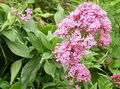 Garden Flowers Jupiter's Beard, Keys to Heaven, Red Valerian, Centranthus ruber pink Photo