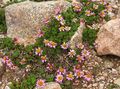 Vrtne Cvjetovi Waldheimia, Waldheimia tridactylites ružičasta Foto