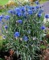 blue  Knapweed, Star Thistle, Cornflower Photo and characteristics