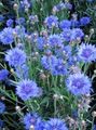 Садові Квіти Волошка Однорічний, Centaurea блакитний Фото