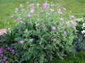 pink  Persian Cornflower, Knapweed Photo and characteristics