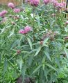 pink Flower Swamp milkweed, Maypops, Rose Milkweed, Red Milkweed Photo and characteristics