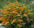 orange Flower Butterflyweed Photo and characteristics