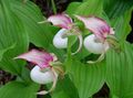 pink Flower Lady Slipper Orchid Photo and characteristics