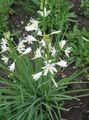 white Flower St Bernard's lily Photo and characteristics