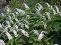 white Flower Gooseneck Loosestrife Photo and characteristics