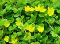 Garden Flowers Moneywort, Creeping jenny, Lysimachia nummularia yellow Photo