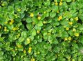yellow Flower Moneywort, Creeping jenny Photo and characteristics