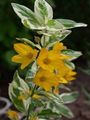 Garden Flowers Yellow Loosestrife, Lysimachia punctata yellow Photo